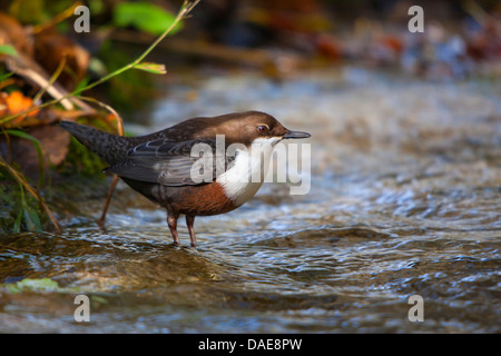 Balancier (Cinclus cinclus), debout dans un waterside, Allemagne, Bade-Wurtemberg Banque D'Images