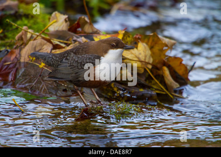 Balancier (Cinclus cinclus), debout dans un waterside, Allemagne, Bade-Wurtemberg Banque D'Images