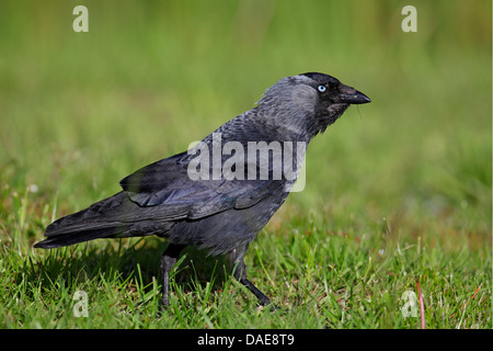 Choucas (Corvus monedula), à la recherche de nourriture dans un pré, Pays-Bas, Frise Banque D'Images