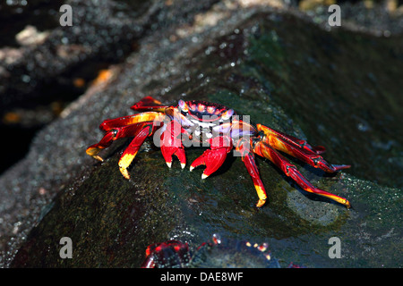 Sally Lightfoot, Crabe Crabe tacheté (Grapsus grapsus), marche à pied sur un rocher dans le surf, Canaries, La Palma Banque D'Images