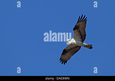 Osprey, le poisson hawk (Pandion haliaetus), vol , USA, Floride Banque D'Images