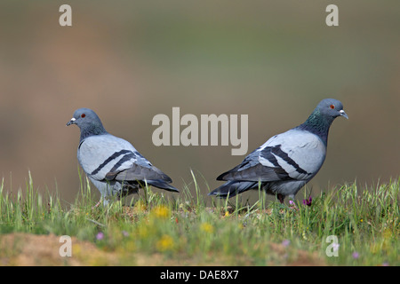 Feral pigeon biset (Columba livia), couple assis dans l'herbe dos à dos, Turquie Banque D'Images