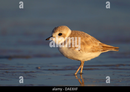 Pluvier siffleur (Charadrius melodus), debout dans le platin dans le plumage d'hiver, USA, Floride Banque D'Images