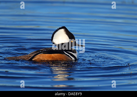 Harle couronné (Mergus cucullatus), natation drake, USA, Floride Banque D'Images