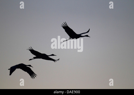 Grue du Canada (Grus canadensis), troupeau de vol après le coucher du soleil, USA, Floride Banque D'Images