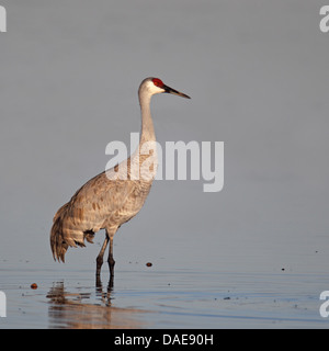 Grue du Canada (Grus canadensis), debout dans l'eau peu profonde, USA, Floride Banque D'Images