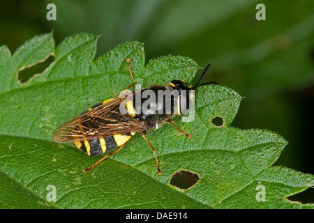 Général bagués (Stratiomys potamida mouche soldat, Stratiomys splendens), femme assise sur une feuille, Allemagne Banque D'Images