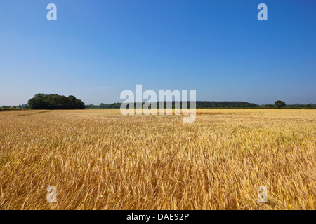 Un champ d'orge de maturation d'or avec arbres et haies sous un ciel bleu et clair en été Banque D'Images