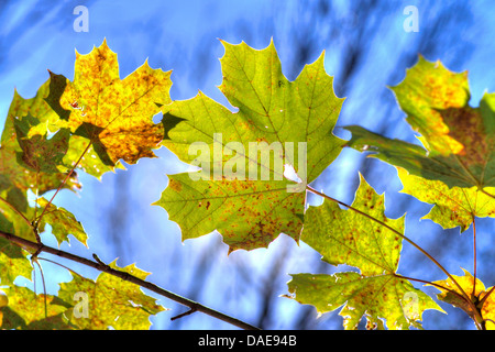 Érable de Norvège (Acer platanoides), feuilles d'érable en automne, en Allemagne, en Bavière, Oberbayern, Haute-Bavière Banque D'Images