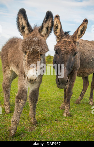 L'âne domestique (Equus asinus asinus. f), mère de poulain dans un pré, en Allemagne, en Rhénanie du Nord-Westphalie Banque D'Images