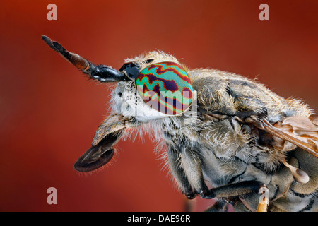 Cleg-fly, cleg (Haematopota pluvialis), voler, portrait et thorax, Allemagne Banque D'Images