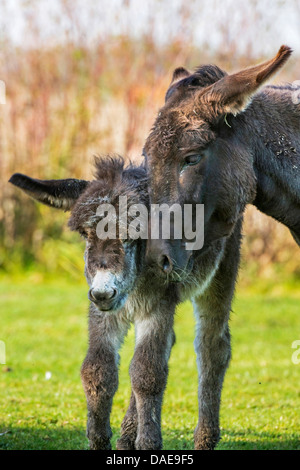 L'âne domestique (Equus asinus asinus. f), poulain et sa mère en caressant dans un pré, en Allemagne, en Rhénanie du Nord-Westphalie Banque D'Images