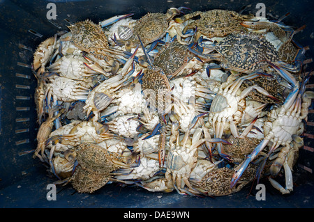 En vue d'une boîte pleine de crabes du marché aux poissons, l'Egypte, Hurghada Banque D'Images