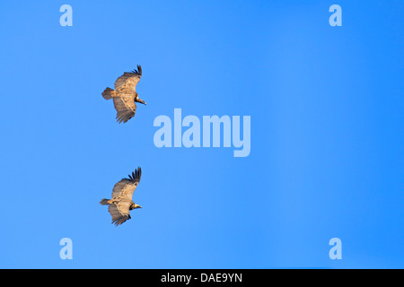 Vautour fauve (Gyps fulvus), paire de vol, l'Espagne, l'Estrémadure Banque D'Images