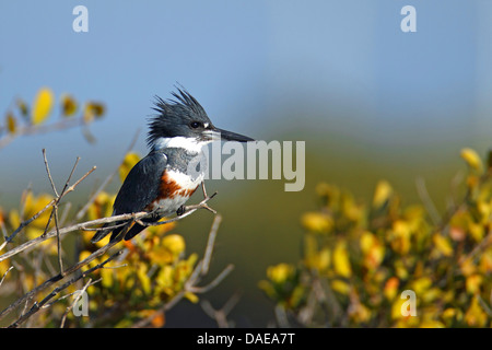 Martin-pêcheur d'Amérique (Megaceryle alcyon, Ceryle alcyon), femme assise sur un bush, USA, Floride, Merritt Island Banque D'Images