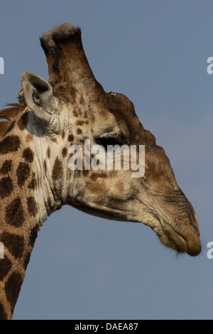 Girafe, côté tête, le fond de ciel bleu clair Banque D'Images