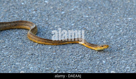 Brown Serpent d'eau (Nerodia taxispilota), ramper sur le sol, USA, Floride Banque D'Images