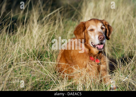 Portrait de golden retriever au repos dans l'herbe haute Banque D'Images