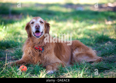 Portrait de golden retriever lying on grass Banque D'Images