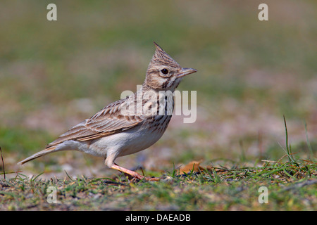 (Galerida cristata crested lark), homme debout sur le sol, la Turquie, Birecik Banque D'Images