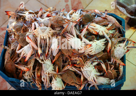 Boîte pleine de crabes frais du marché aux poissons, l'Egypte, Hurghada Banque D'Images