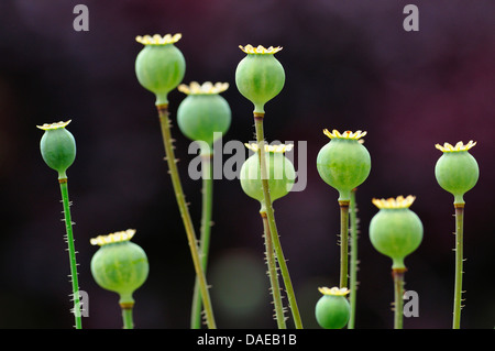 Du pavot à opium (Papaver somniferum), navires de semences Banque D'Images