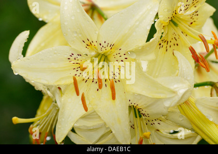 Lily (Lilium spec.), fleurs de lys avec gouttes de Banque D'Images