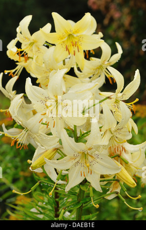 Lily (Lilium spec.), fleurs de lys avec gouttes de Banque D'Images