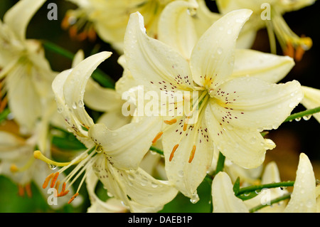 Lily (Lilium spec.), fleurs de lys avec gouttes de Banque D'Images