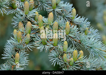 Le cèdre bleu (Cedrus atlantica 'Glauca', Cedrus atlantica Glauca), branche avec branches mâles Banque D'Images