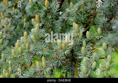 Le cèdre bleu (Cedrus atlantica 'Glauca', Cedrus atlantica Glauca), branche avec branches mâles Banque D'Images