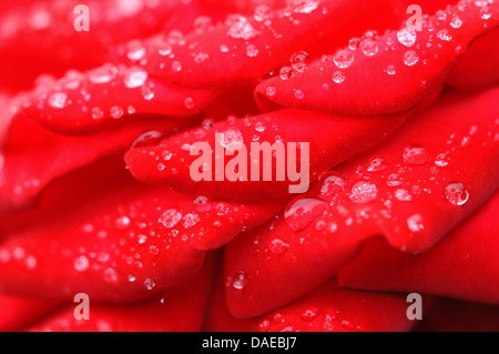 (Hybrides de thé Rosa odorata hybrida), des pétales de rose avec des gouttes de pluie Banque D'Images