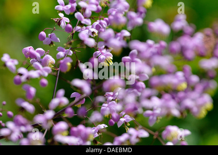 Rue meadow chinois (Thalictrum delavayi), blooming Banque D'Images