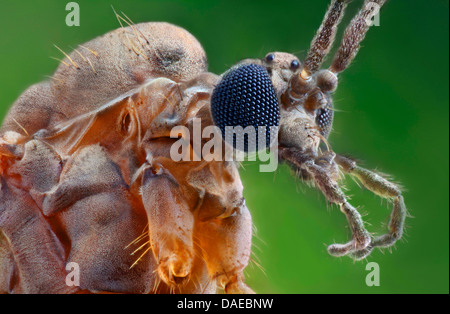 Gnat, hiver tipule hivernale (Trichocera annulata), portrait, vue latérale, Allemagne Banque D'Images