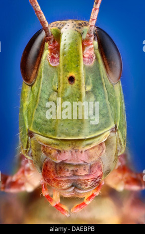 Pré commun (sauterelle Chorthippus parallelus), portrait d'en bas, Allemagne Banque D'Images