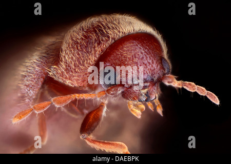 Drugstore beetle, drug store, charançon du pin, biscuit pain ponderosa Stegobium paniceum (), chef d'un drugstore beetle, Allemagne Banque D'Images