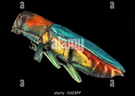 Jewel beetle, coléoptère bois métallique (Anthaxia nitidula), vue latérale d'une femme, Allemagne Banque D'Images