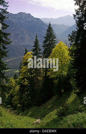 L'épinette de Norvège (Picea abies), les Alpes en automne, en arrière-plan du Karwendel, Allemagne, Bavière, Oberbayern, Haute-Bavière Banque D'Images