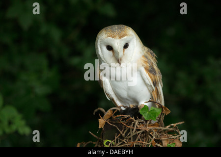 Portrait d'une Effraie des clochers (Tyto alba) perché sur une souche d'arbre Banque D'Images