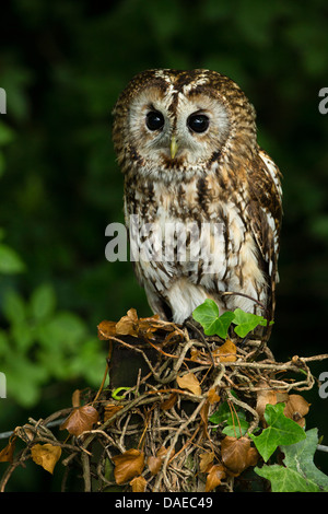 Portrait d'un Tawny Owl (Strix Aluco enr.) sur une haie Banque D'Images