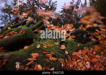 Les feuilles d'automne au bord de l'eau, de l'Allemagne, de Mecklembourg-Poméranie-Occidentale, Schmaler Luzin Banque D'Images