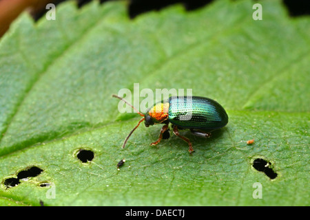 L'altise de la saule (Crepidodera aurata), assis sur une feuille, l'Allemagne, Thuringe Banque D'Images