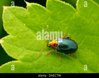 L'altise de la saule (Crepidodera aurata), assis sur une feuille, l'Allemagne, Thuringe Banque D'Images