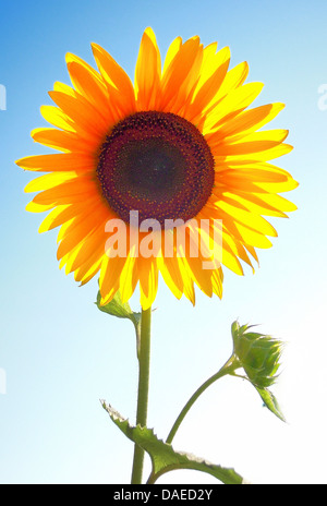 Politique du tournesol (Helianthus annuus), rétroéclairage à l'inflorescence Banque D'Images