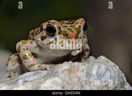 Crapaud vert (Bufo bigarré, viridis), assis sur une pierre, l'Italie, Calabrien, Tropea Banque D'Images