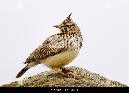 (Galerida cristata crested lark), assis sur un rocher à l'arrière, l'Espagne, l'Estrémadure Banque D'Images