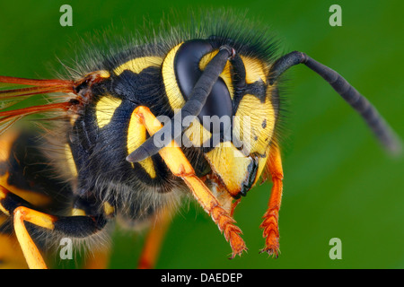 Guêpe (Vespula germanica allemand, Vespa germanica, Paravespula germanica), tête et thorax, Allemagne Banque D'Images