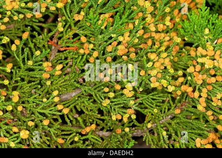 Cyprès (Cupressus sempervirens), branche avec fleurs mâles Banque D'Images