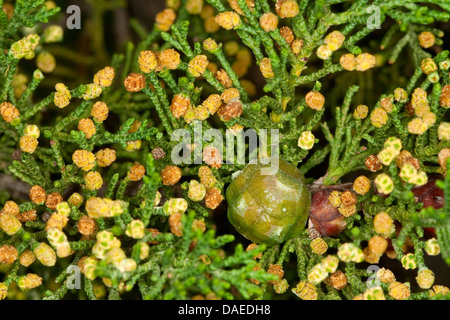 Cyprès (Cupressus sempervirens), branche avec fleurs mâles et cône Banque D'Images