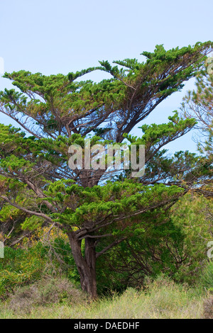 Cyprès (Cupressus sempervirens), dans la région de maquis, Italie Banque D'Images